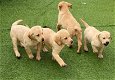 Labrador retriever pups te koop - 0 - Thumbnail