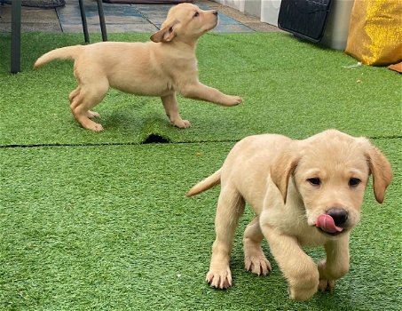 Labrador retriever pups te koop - 1