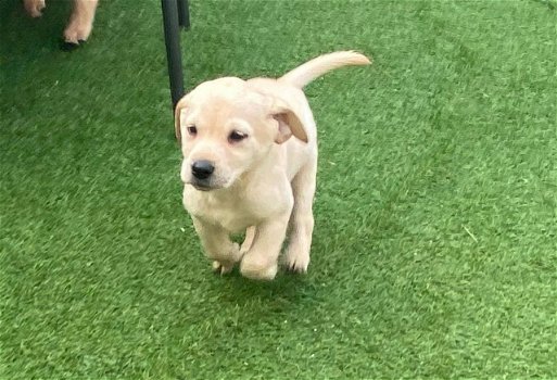 Labrador retriever pups te koop - 2