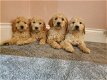 Mooie Goldendoodle-puppy's te koop - 0 - Thumbnail