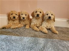 Mooie Goldendoodle-puppy's te koop