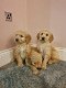 Mooie Goldendoodle-puppy's te koop - 1 - Thumbnail