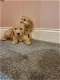 Mooie Goldendoodle-puppy's te koop - 2 - Thumbnail