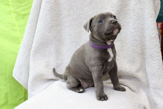 Staffordshire Bull Terrier-puppy's - 0