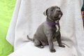 Staffordshire Bull Terrier-puppy's - 0 - Thumbnail