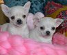 Chihuahua-puppy's te koop - 0 - Thumbnail