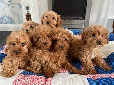 Cavapoo-puppy's te koop 