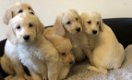 Schattige Labradoodles-puppy's beschikbaar - 0 - Thumbnail