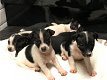 Mooie Jack Russell-puppy's te koop - 0 - Thumbnail