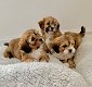 Shihpoo-puppy's te koop - 0 - Thumbnail