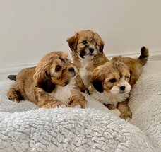 Shihpoo-puppy's te koop