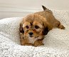 Shihpoo-puppy's te koop - 1 - Thumbnail