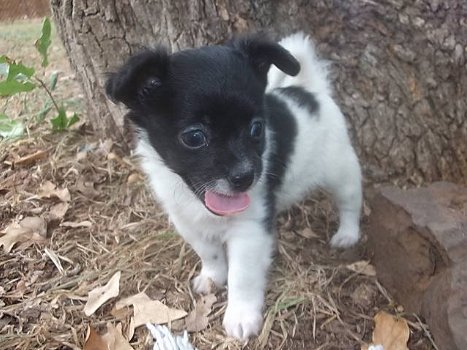 Zwei entzückende Chihuahua-Welpen, die zur freien Hinzufügung bereit sind - 0