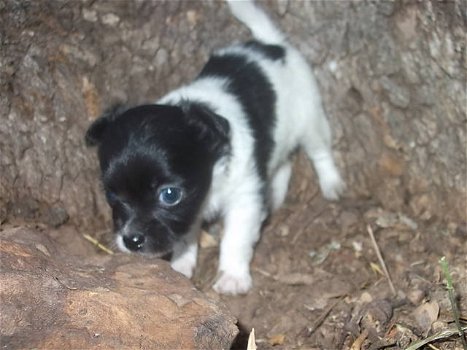 Zwei entzückende Chihuahua-Welpen, die zur freien Hinzufügung bereit sind - 1