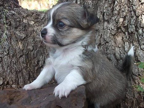 Zwei entzückende Chihuahua-Welpen, die zur freien Hinzufügung bereit sind - 3