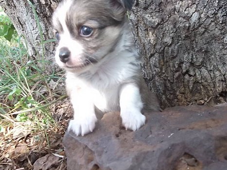 Zwei entzückende Chihuahua-Welpen, die zur freien Hinzufügung bereit sind...// - 3