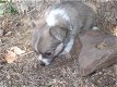 Zwei entzückende Chihuahua-Welpen, die zur freien Hinzufügung bereit sind///ghhuj - 2 - Thumbnail
