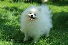 lovely Pomeranian puppy ready for new home 