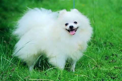 lovely Pomeranian puppy ready for new home /// - 1