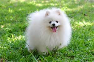 lovely Pomeranian puppy ready for new home /// - 2