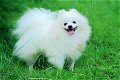 lovely Pomeranian puppy ready for new home ////// - 1 - Thumbnail
