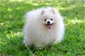 lovely Pomeranian puppy ready for new home ////// - 2 - Thumbnail
