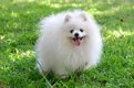 lovely Pomeranian puppy ready for new home ........ - 2 - Thumbnail