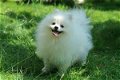 lovely Pomeranian puppy ready for new home ........jg - 0 - Thumbnail