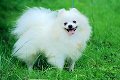 lovely Pomeranian puppy ready for new home ........jg - 1 - Thumbnail