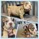 Dikke Engelse Bulldog-puppy's te koop - 0 - Thumbnail