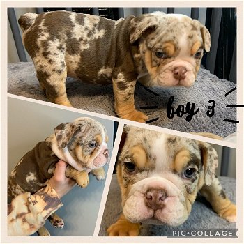 Dikke Engelse Bulldog-puppy's te koop - 1