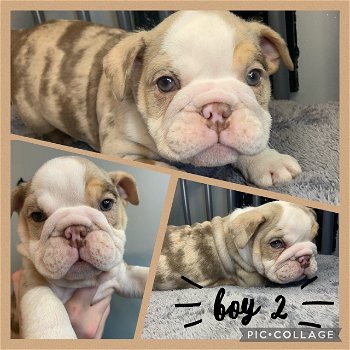 Dikke Engelse Bulldog-puppy's te koop - 3