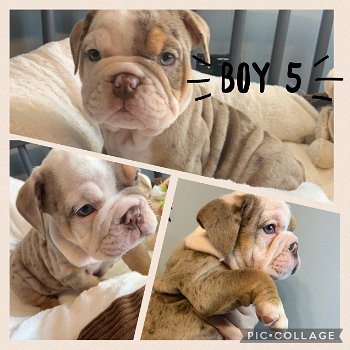 Dikke Engelse Bulldog-puppy's te koop - 4