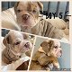 Dikke Engelse Bulldog-puppy's te koop - 4 - Thumbnail