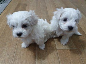 THEE MALTESE PUPS - 1
