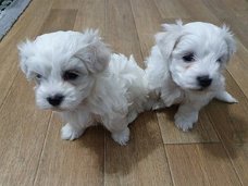 THEE MALTESE PUPS