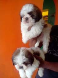 SCHITTEREND LITTER KEIZERLIJKE SHIH TZU-PUPPY'S - 0