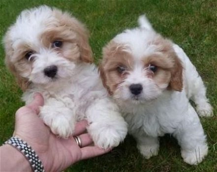 CAVACHON MANNELIJKE / VROUWELIJKE PUPPIES - 0