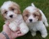 CAVACHON MANNELIJKE / VROUWELIJKE PUPPIES - 0 - Thumbnail