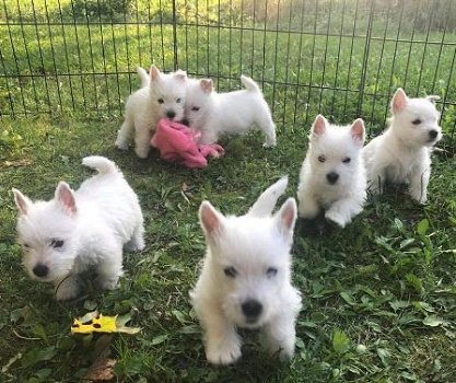 WEST HIGHLAND WHITE TERRIER PUPS - 0