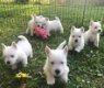 WEST HIGHLAND WHITE TERRIER PUPS - 0 - Thumbnail