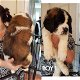 SAINT BERNARD PUPS - 0 - Thumbnail