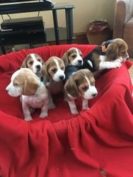 PURE RASKWALITEIT BEAGLE PUPS - 0