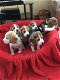 PURE RASKWALITEIT BEAGLE PUPS - 0 - Thumbnail