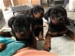 SUPER ROTTWEILER POMPEN - 0 - Thumbnail