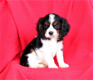 Geregistreerde Cavalier King Charles Spaniel-puppy's - 0 - Thumbnail