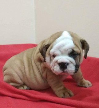 Kwaliteit Engelse Bulldog Puppy's - 0