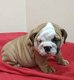 Kwaliteit Engelse Bulldog Puppy's - 0 - Thumbnail