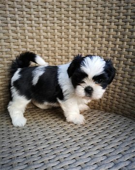 Pluizige schattige Shih Tzu-puppy's - 0