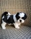 Pluizige schattige Shih Tzu-puppy's - 0 - Thumbnail